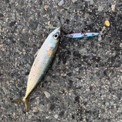 ショアジギング 4