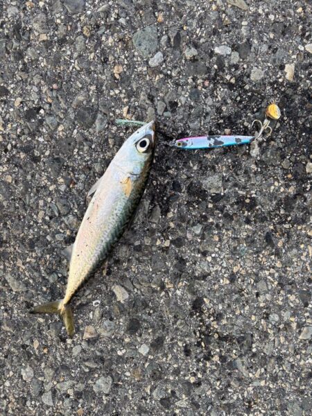ショアジギング 4