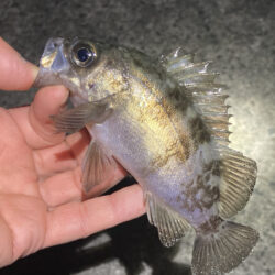 明石メバリング