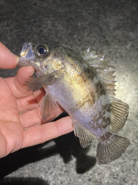 明石メバリング