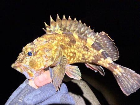 リハビリメバリング