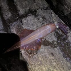 ボウズ続きでやっと初ヤリイカキャッチ