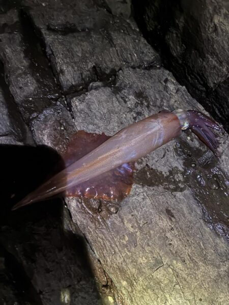 ボウズ続きでやっと初ヤリイカキャッチ