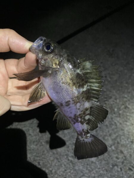 渋いアフターメバル