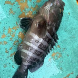 大原沖、ヒラメマハタ