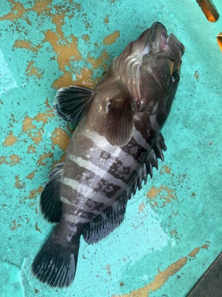 大原沖、ヒラメマハタ