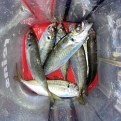 連日のフロートアジングでアジ8匹GET