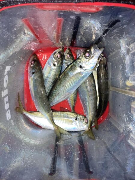 連日のフロートアジングでアジ8匹GET
