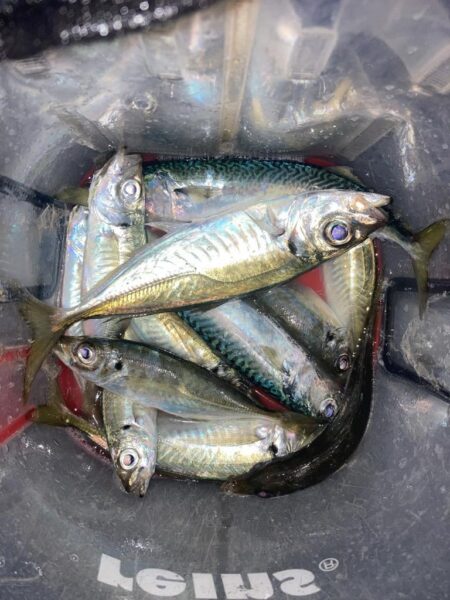 シーバスロッドでフロートアジング