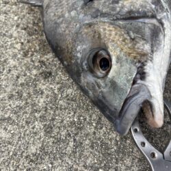 エビ撒きでチヌあたり多い