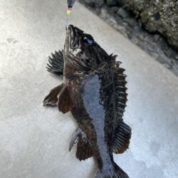 2026.No.5 ライトゲーム