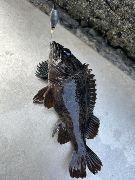 2026.No.5 ライトゲーム