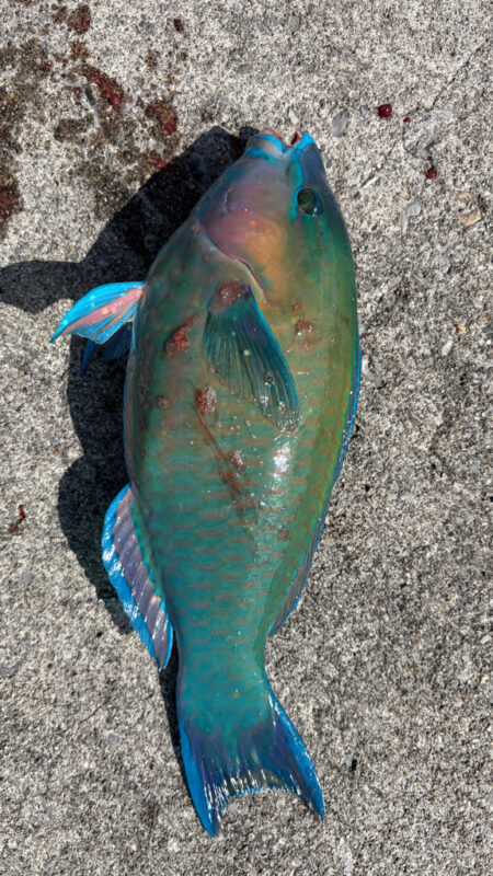 初イラブチャー