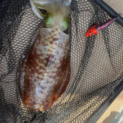 沖縄伊江島周辺ティップラン