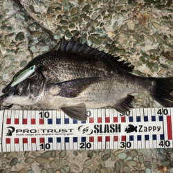 ナイトシンペンでチヌ!