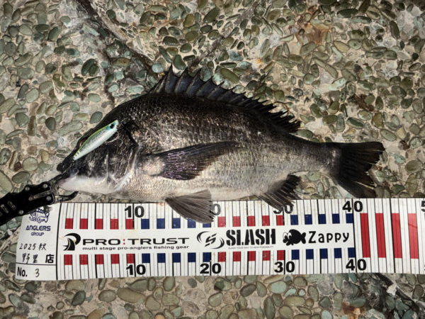 ナイトシンペンでチヌ!