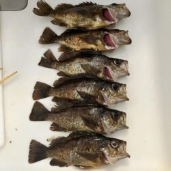 東二見メバル25