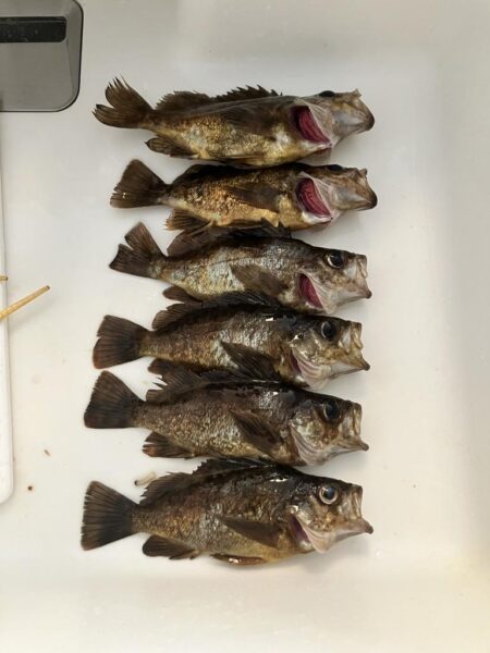 東二見メバル25