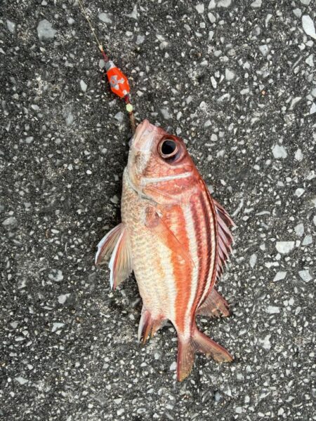 沖縄本部、穴釣り