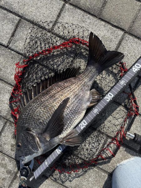 ヘチって来ました