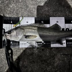 【中潮四日目】困ったらボトムネチリンコ！