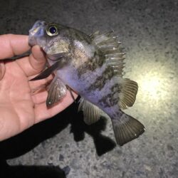 安定のメバリング