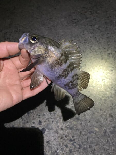 安定のメバリング