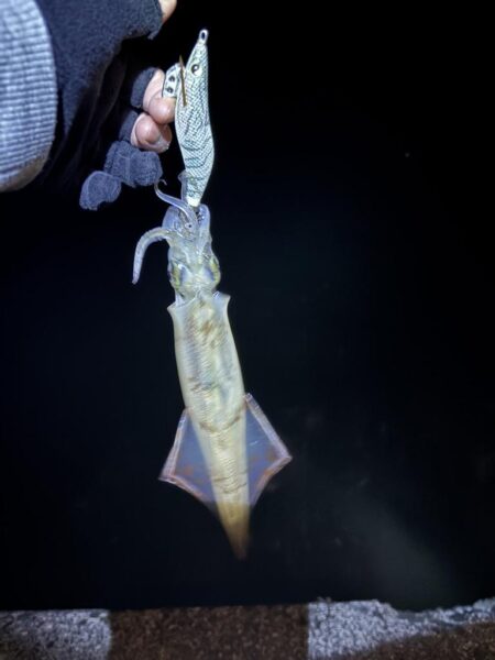 【常神半島】初ヤリイカ！