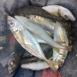 ナイト　フロートアジングでアジ14匹GET…