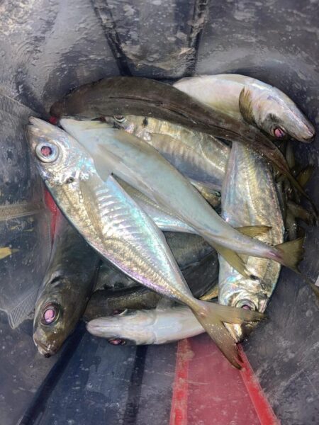 ナイト　フロートアジングでアジ14匹GET…