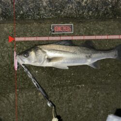 後中ってことはバチ抜けXDAY?