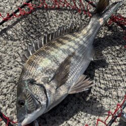 ヘチってきました