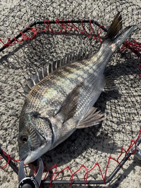 ヘチってきました