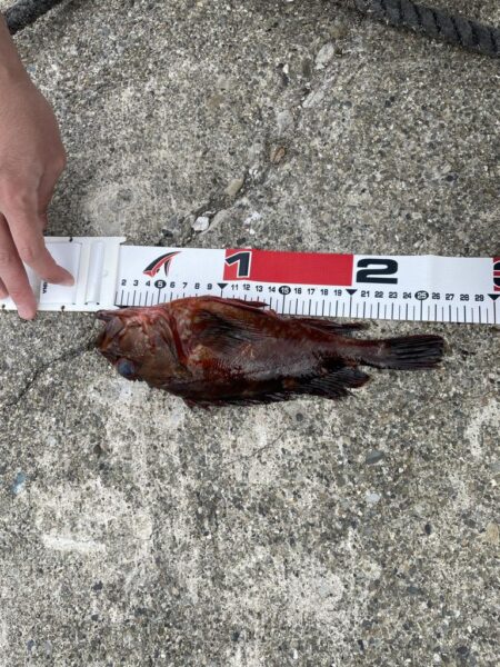 デカキモパン！