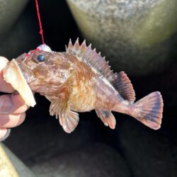 2026.No.4 ライトゲーム