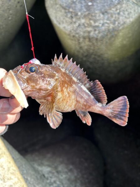 2026.No.4 ライトゲーム