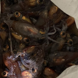 ギガアジとシーバス