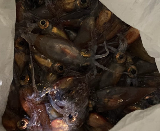 ギガアジとシーバス