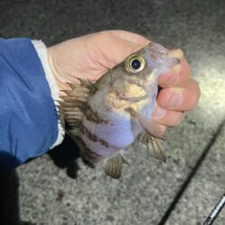 サイズ伸びず苦戦