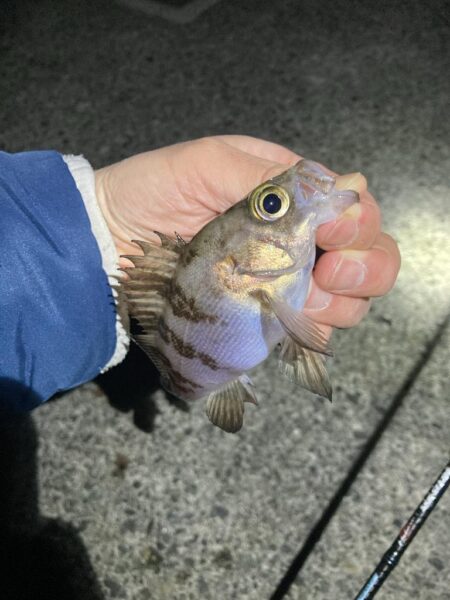 サイズ伸びず苦戦