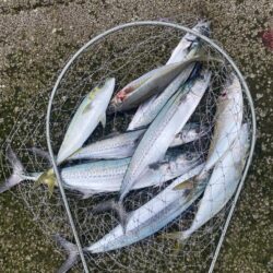 サゴシが入れ食い