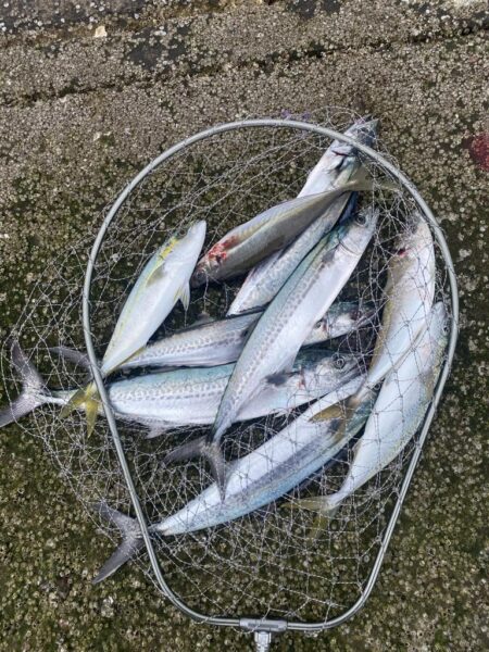 サゴシが入れ食い