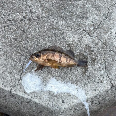 紀北メバル調査