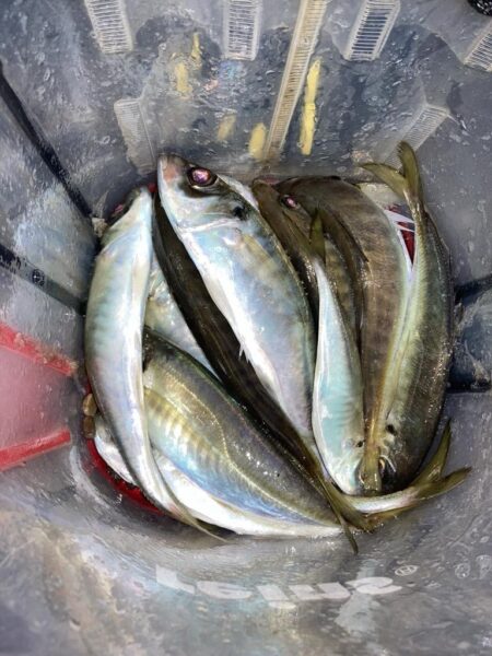 ナイト　フロートアジング