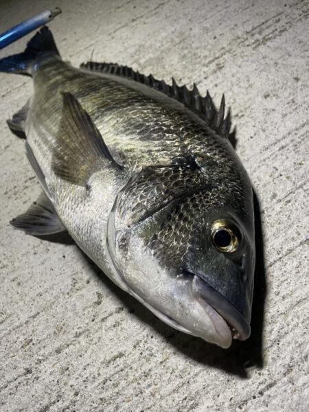 久しぶりのチヌ
