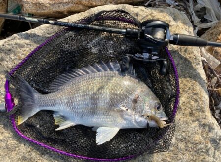 久々のデイチニング釣果