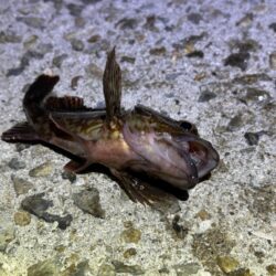 軽量ジグ単でガシラが反応!