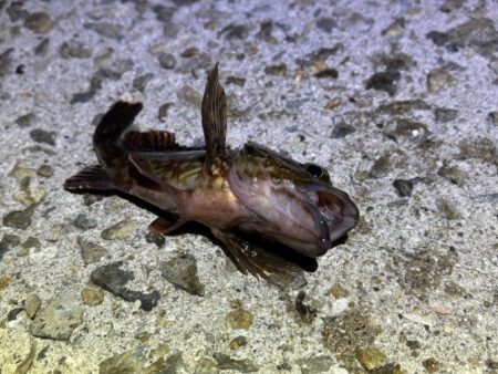 軽量ジグ単でガシラが反応！