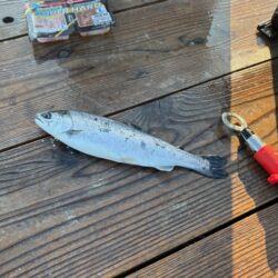 初めてのサーモン釣り｜家島海上釣り堀水宝で釣り大会！