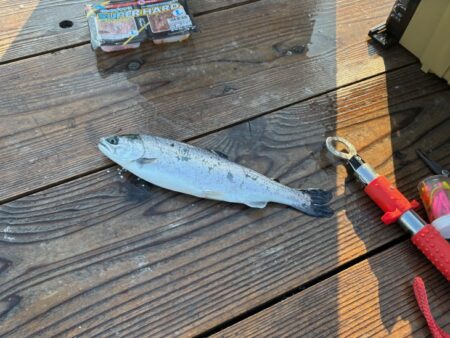 初めてのサーモン釣り｜家島海上釣り堀水宝で釣り大会！